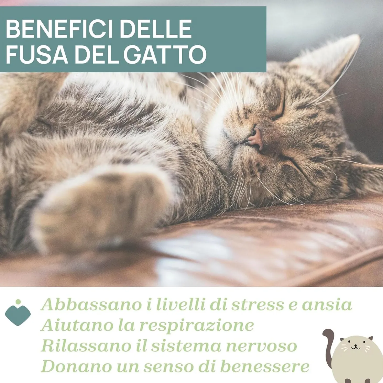 First Dream Gattino Dolci Fusa